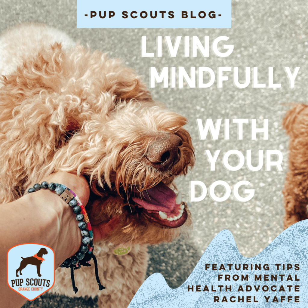 pup scouts blog