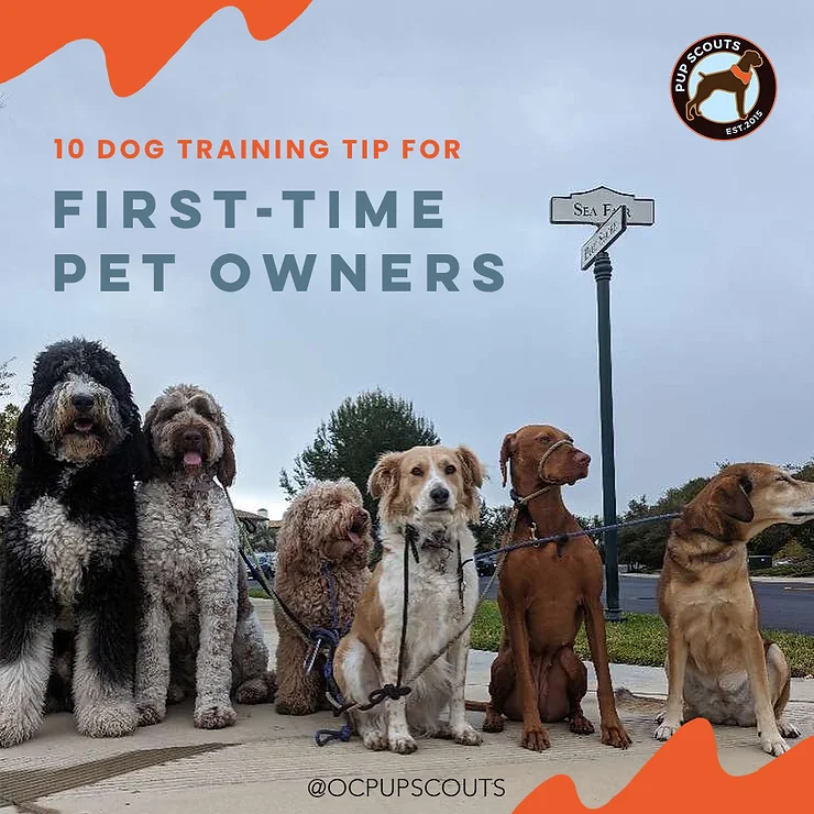 10 Dog Training Tips for First-Time Pet Owners