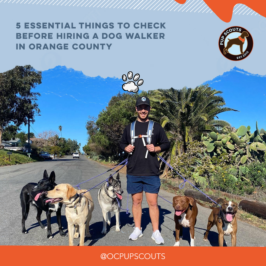 5 Essential Things to Check Before Hiring a Dog Walker in Orange County