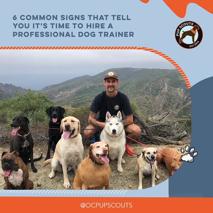 6 Common Signs That Tell You It's Time to Hire a Professional Dog Trainer