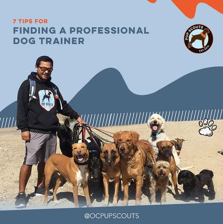 7 Tips for Finding a Professional Dog Trainer