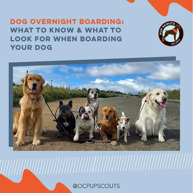 Dog Overnight Boarding: What to Know & What to Look For When Boarding Your Dog