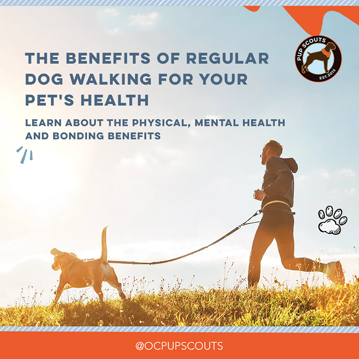 1.Learn about the benefits of regular dog walking for your pet’s health