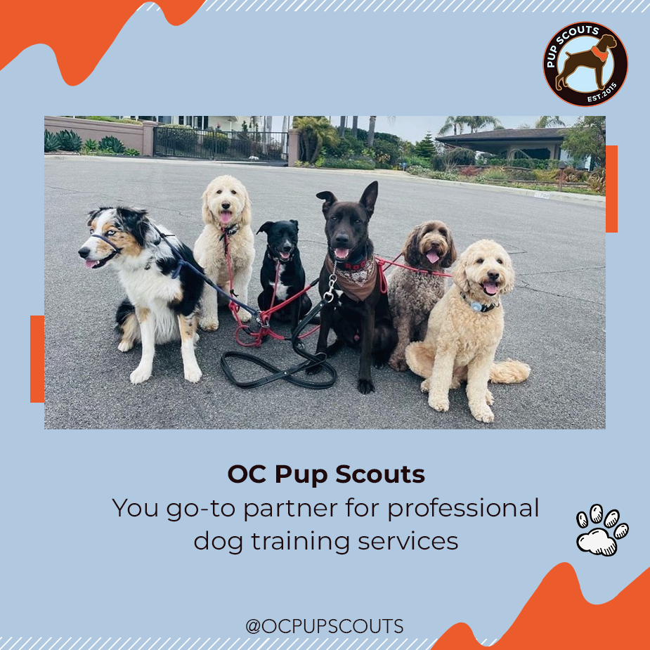 Choose OC Pup Scouts for Professional Dog Trainers