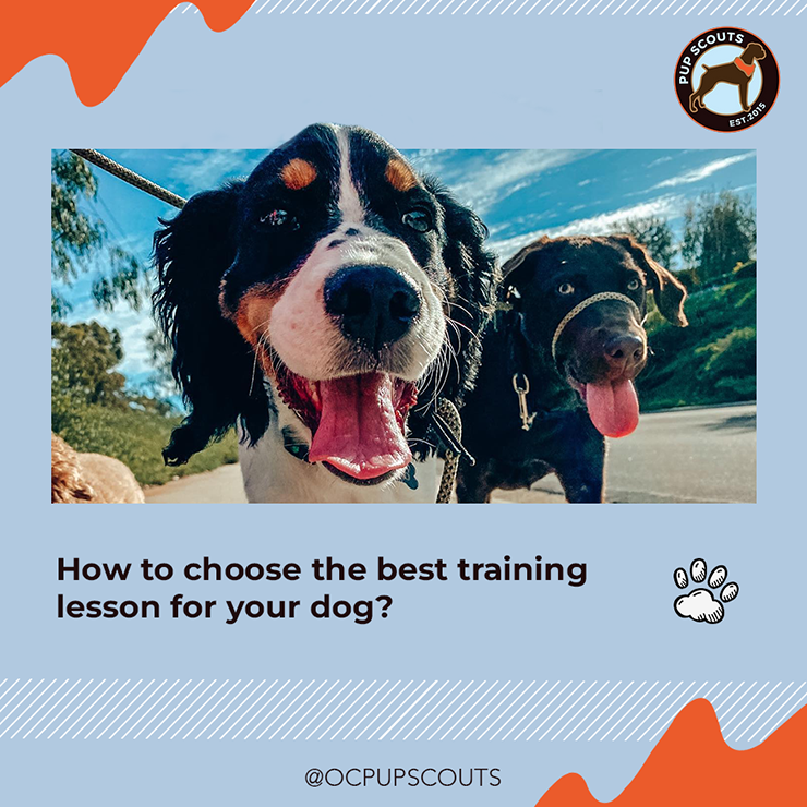 Choose OC Pup Scouts for private and group training that cater to each dog's needs