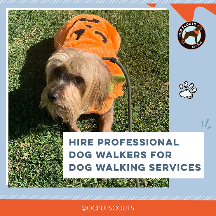 2.Choose professional dog walkers if you need help walking your dog regularly