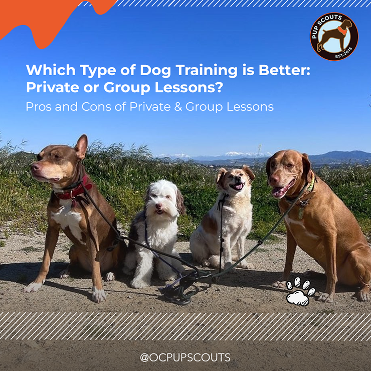 Private Vs. Group Lessons. Which type of dog training is better?