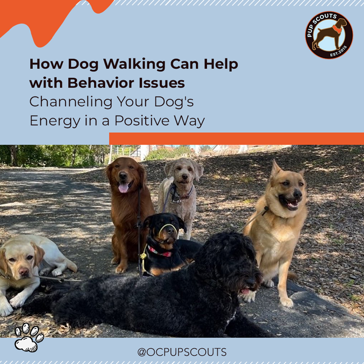 How Dog Walking Can Help with Behavior Issues