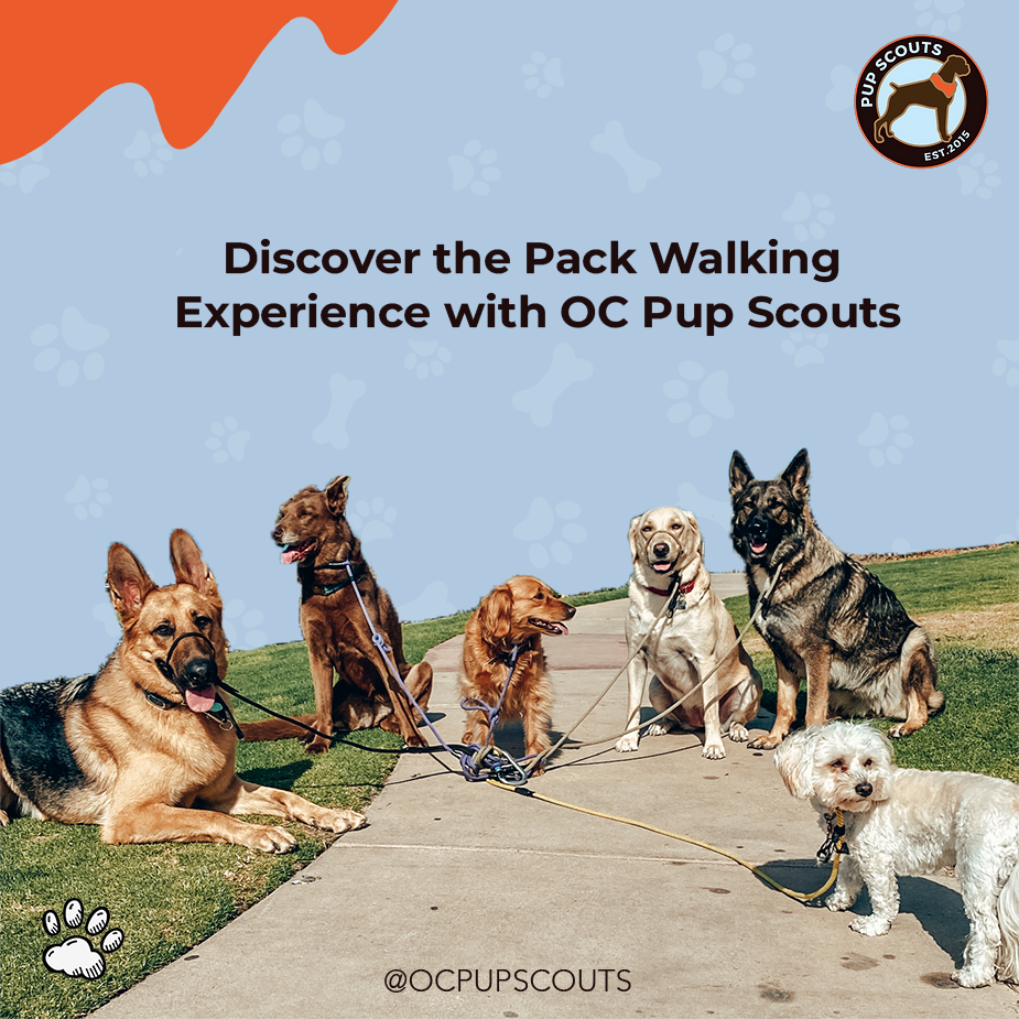 pack dog walking services