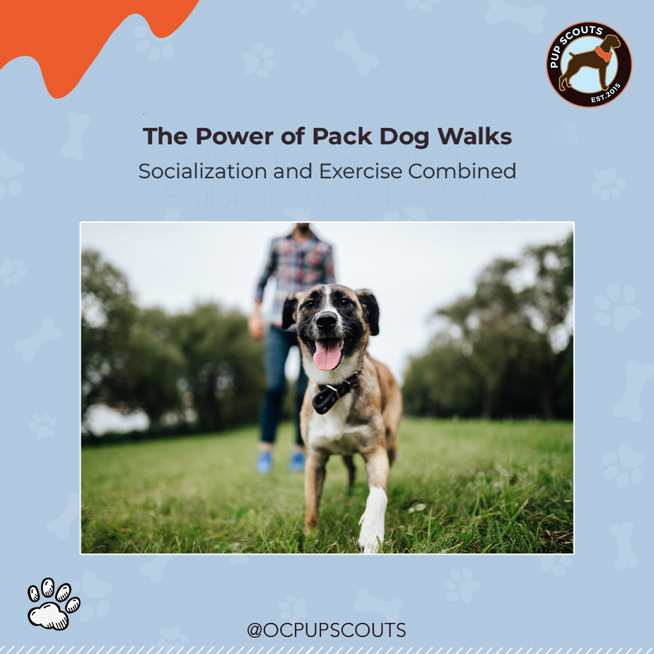 pack dog walking