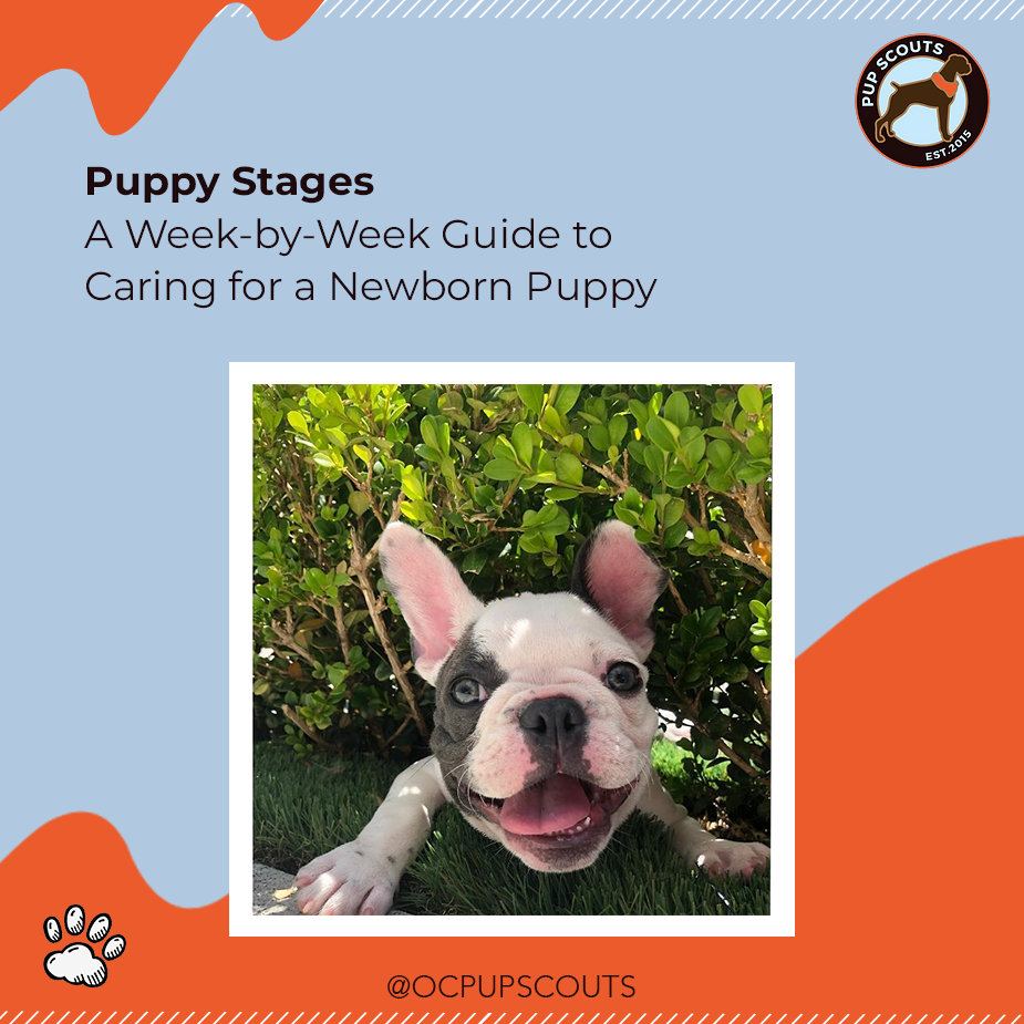 Week-by-week puppy care guide