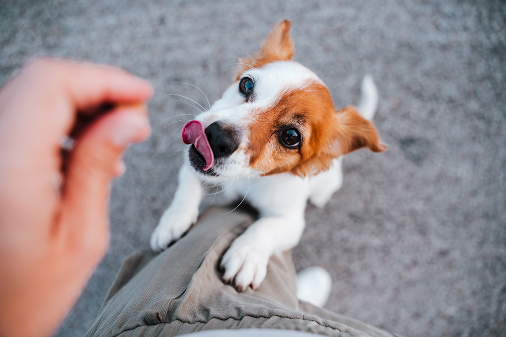 cute small jack russell terrier dog standing on two paws asking for treats to owner