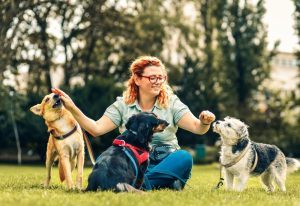 Female dog walker with dogs enjoying in city park