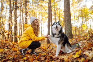 Smiling woman in a yellow coat walks with her cute pet Husky in the autumn forest in sunny weather