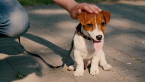 Man strokes little Jack Russell Terrier dog during walk in park