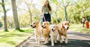 Woman, walking and dogs in park for exercise or pet care