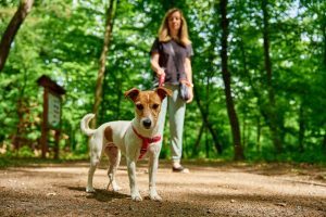 Woman wearing casual clothes walks her Jack Russell terrier dog in summer park